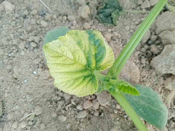 السلام عليكم ورحمة الله وبركاته
دا ممكن يكون من اي
ارض كوسه